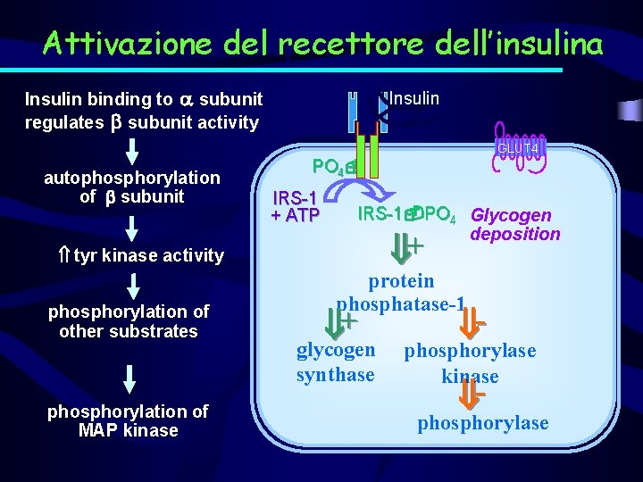 Attivazione recettore dell’insulina Insulindel receptor signaling Insulin binding to subunit regulates subunit activity Insulin