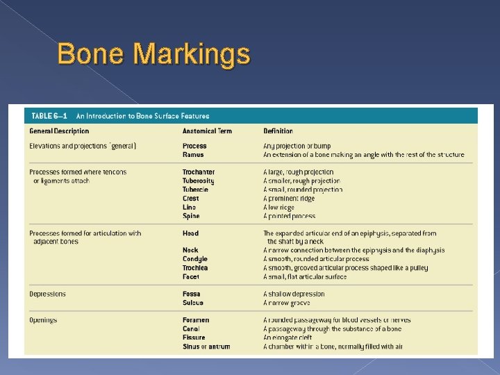 Bone Markings 