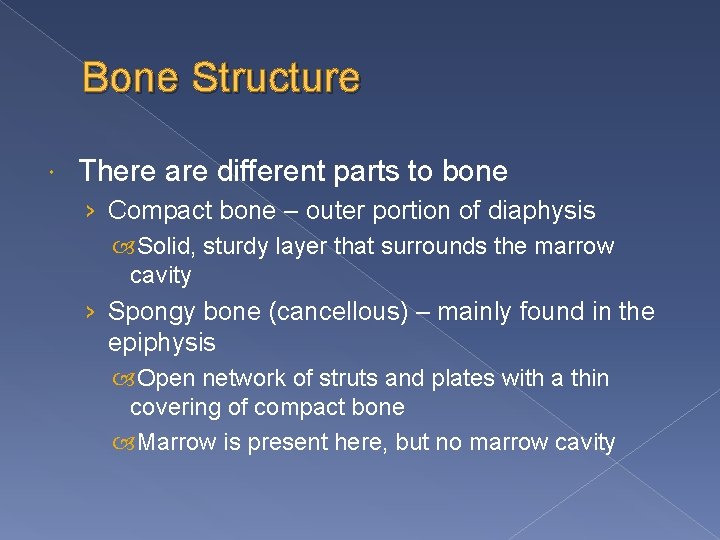 Bone Structure There are different parts to bone › Compact bone – outer portion