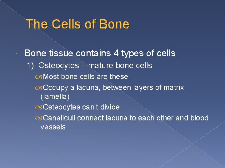 The Cells of Bone tissue contains 4 types of cells 1) Osteocytes – mature