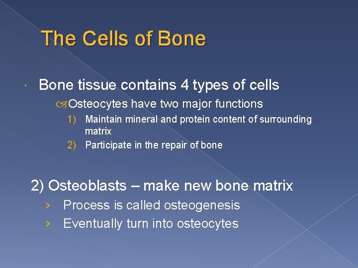 The Cells of Bone tissue contains 4 types of cells Osteocytes have two major