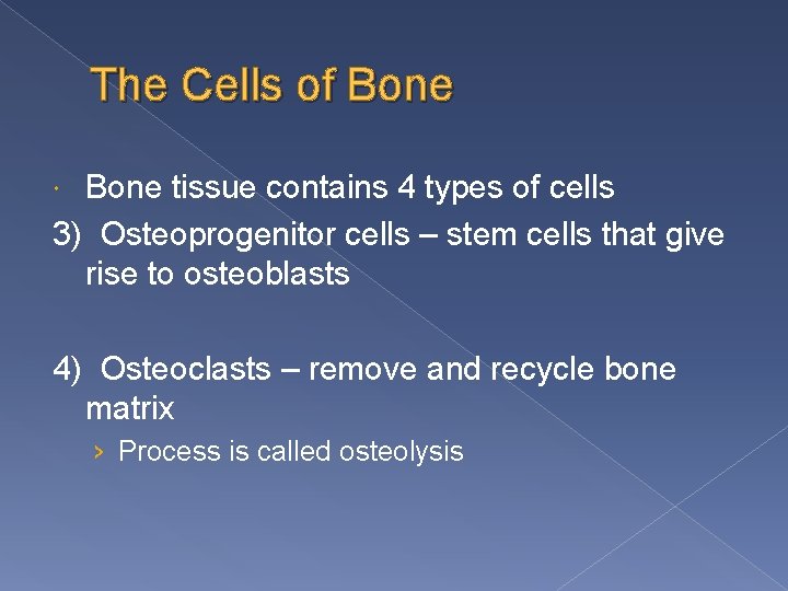The Cells of Bone tissue contains 4 types of cells 3) Osteoprogenitor cells –