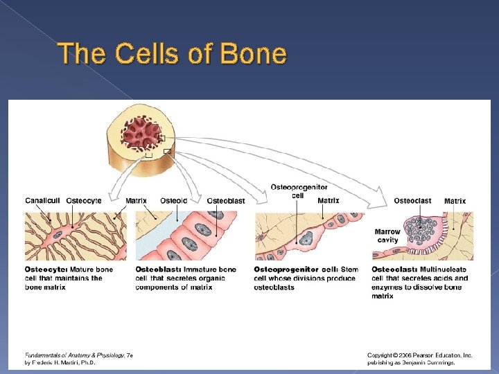 The Cells of Bone 