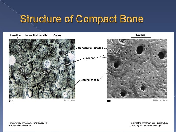 Structure of Compact Bone 