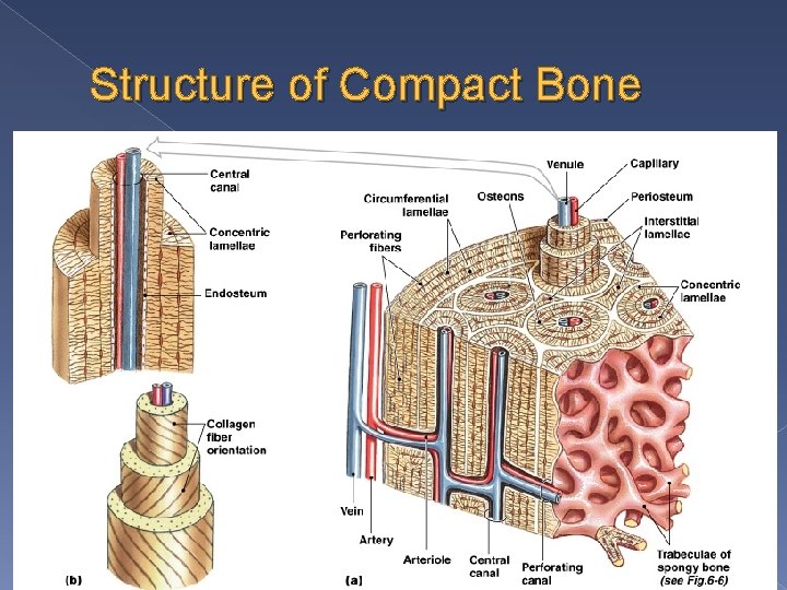 Structure of Compact Bone 