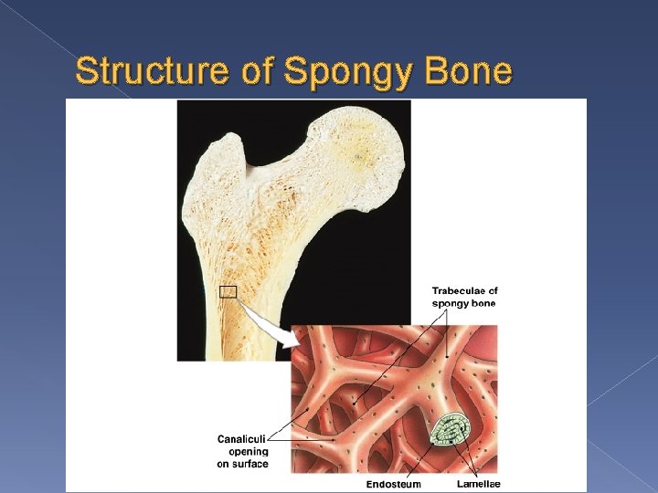 Structure of Spongy Bone 