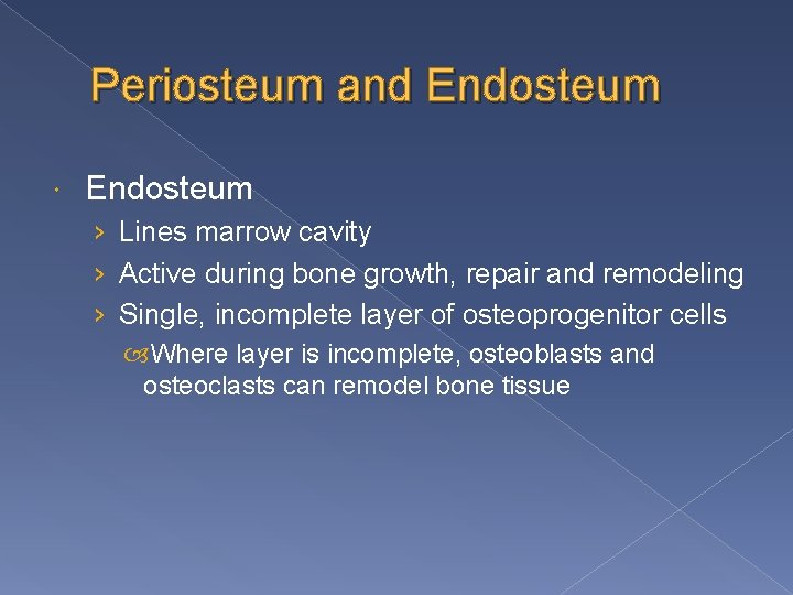 Periosteum and Endosteum › Lines marrow cavity › Active during bone growth, repair and