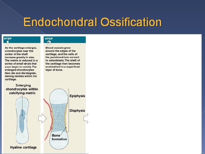 Endochondral Ossification 