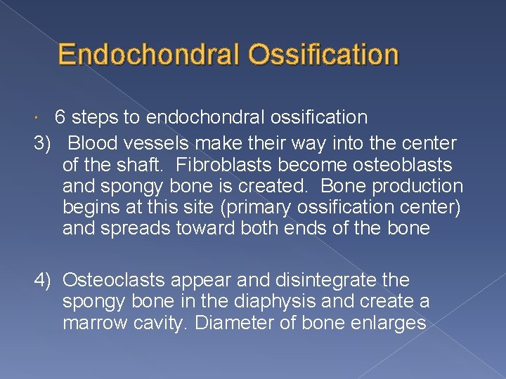 Endochondral Ossification 6 steps to endochondral ossification 3) Blood vessels make their way into