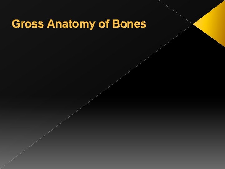 Gross Anatomy of Bones 