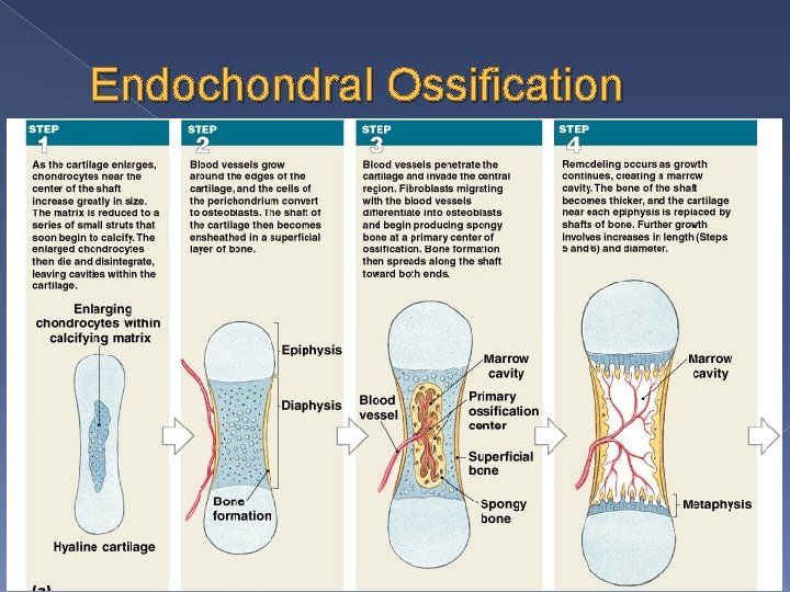 Endochondral Ossification 
