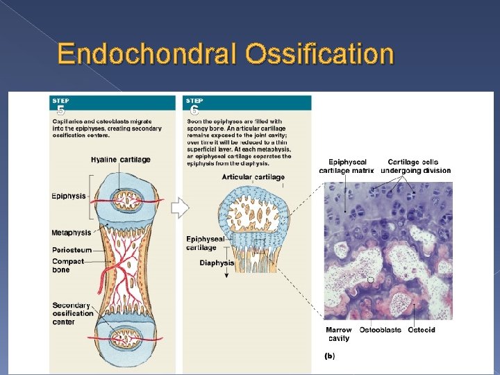 Endochondral Ossification 