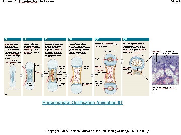 Endochondral Ossification Animation #1 