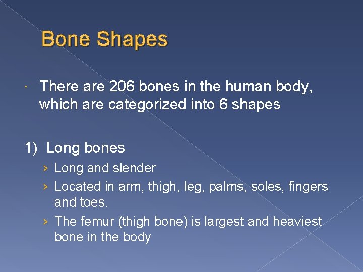 Bone Shapes There are 206 bones in the human body, which are categorized into