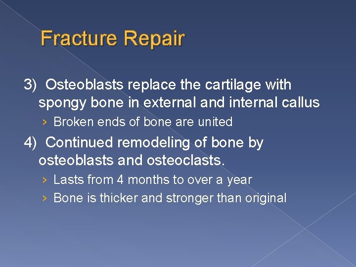 Fracture Repair 3) Osteoblasts replace the cartilage with spongy bone in external and internal