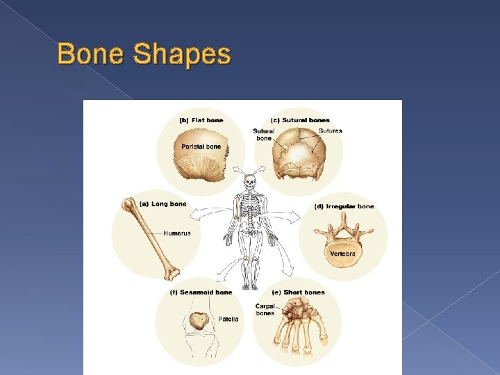 Bone Shapes 