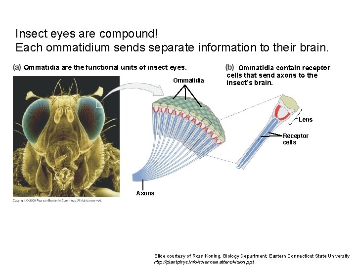 Insect eyes are compound! Each ommatidium sends separate information to their brain. Ommatidia are