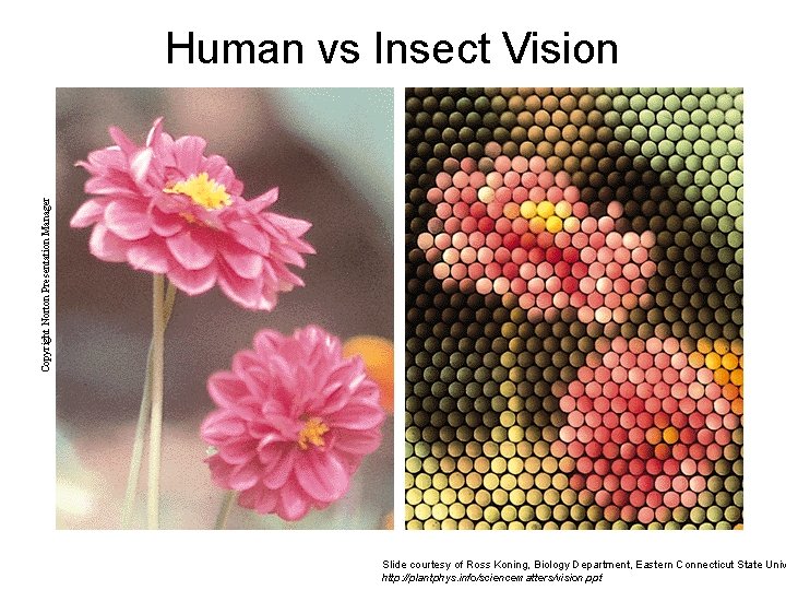 Copyright Norton Presentation Manager Human vs Insect Vision Slide courtesy of Ross Koning, Biology