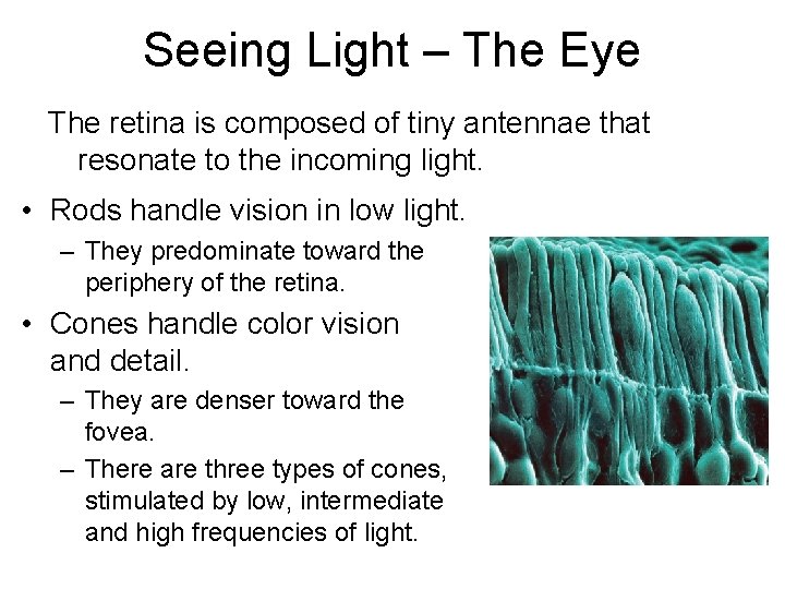 Seeing Light – The Eye The retina is composed of tiny antennae that resonate