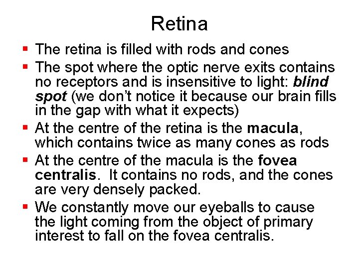 Retina § The retina is filled with rods and cones § The spot where