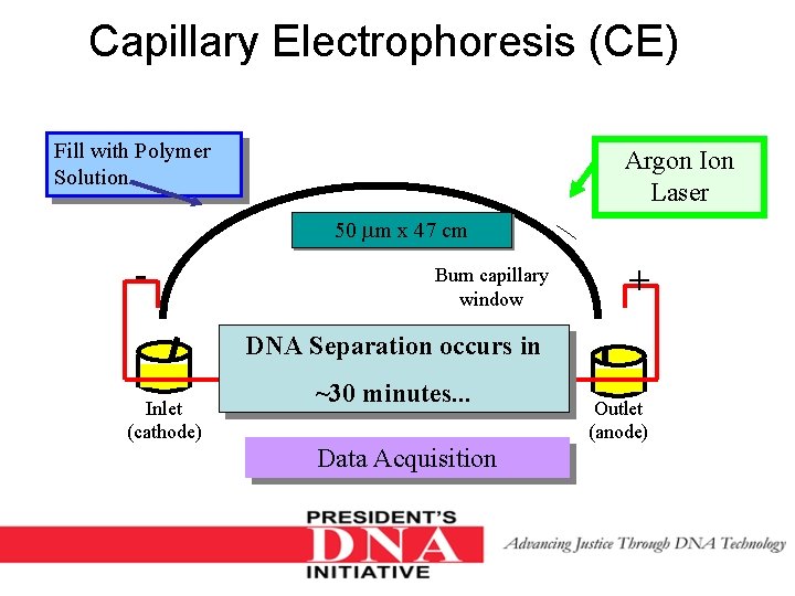 Capillary Electrophoresis (CE) Fill with Polymer Solution Argon Ion Laser 50 m x 47