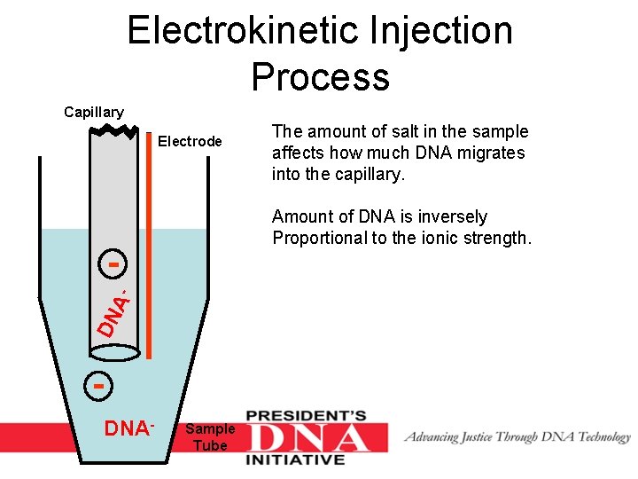 Electrokinetic Injection Process Capillary Electrode Amount of DNA is inversely Proportional to the ionic