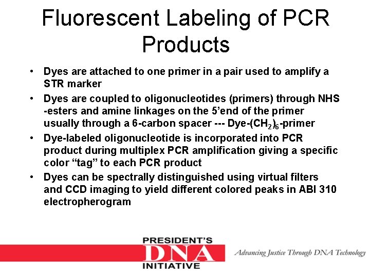 Fluorescent Labeling of PCR Products • Dyes are attached to one primer in a