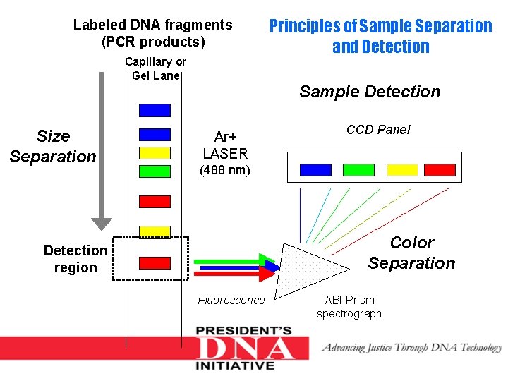 Labeled DNA fragments (PCR products) Capillary or Gel Lane Principles of Sample Separation and