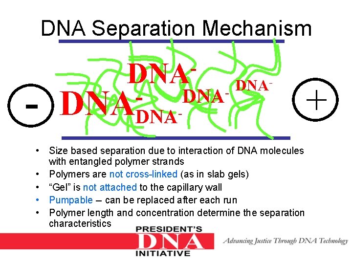 DNA Separation Mechanism - DNADNA DNA- DNA • Size based separation due to interaction