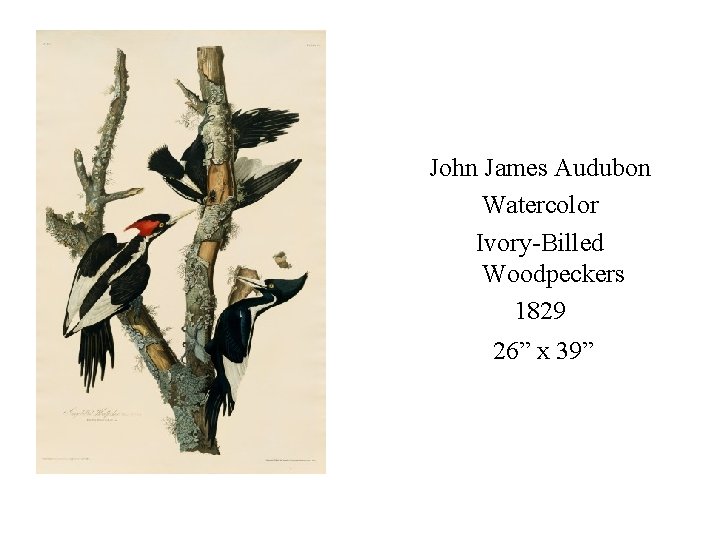 John James Audubon Watercolor Ivory-Billed Woodpeckers 1829 26” x 39” 