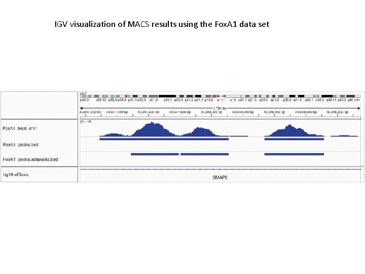 IGV visualization of MACS results using the Fox. A 1 data set 