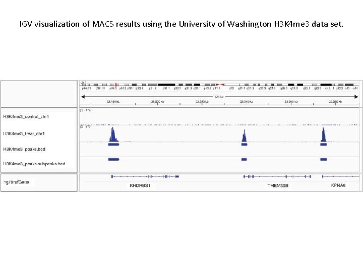 IGV visualization of MACS results using the University of Washington H 3 K 4