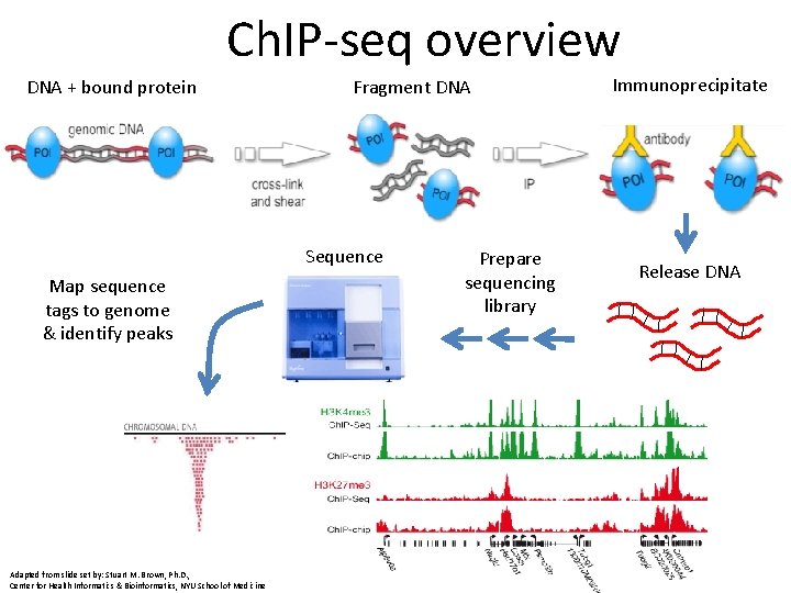 Ch. IP-seq overview DNA + bound protein Fragment DNA Sequence Map sequence tags to