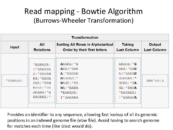 Read mapping - Bowtie Algorithm (Burrows-Wheeler Transformation) Provides an identifier to any sequence, allowing