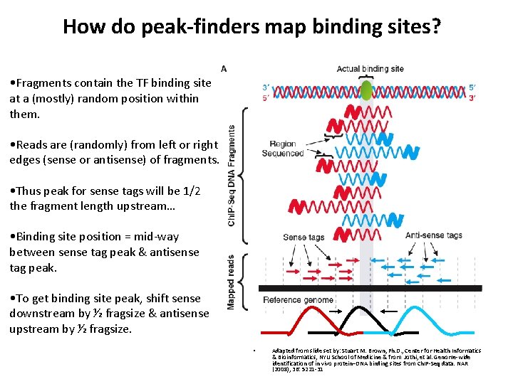 How do peak-finders map binding sites? • Fragments contain the TF binding site at