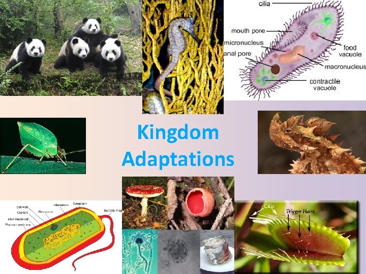 Kingdom Adaptations Adaptations An Adaptation Is Any Inherited