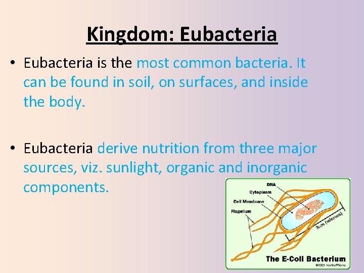 Kingdom: Eubacteria • Eubacteria is the most common bacteria. It can be found in