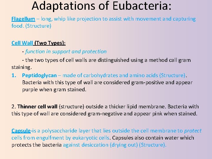 Adaptations of Eubacteria: Flagellum – long, whip like projection to assist with movement and