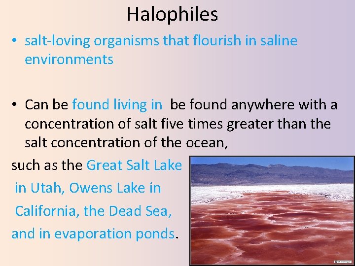 Halophiles • salt‐loving organisms that flourish in saline environments • Can be found living