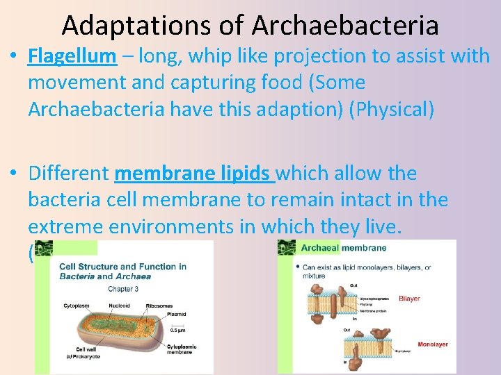 Adaptations of Archaebacteria • Flagellum – long, whip like projection to assist with movement