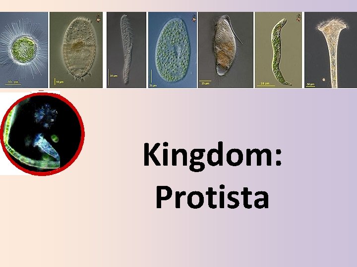 Kingdom: Protista 
