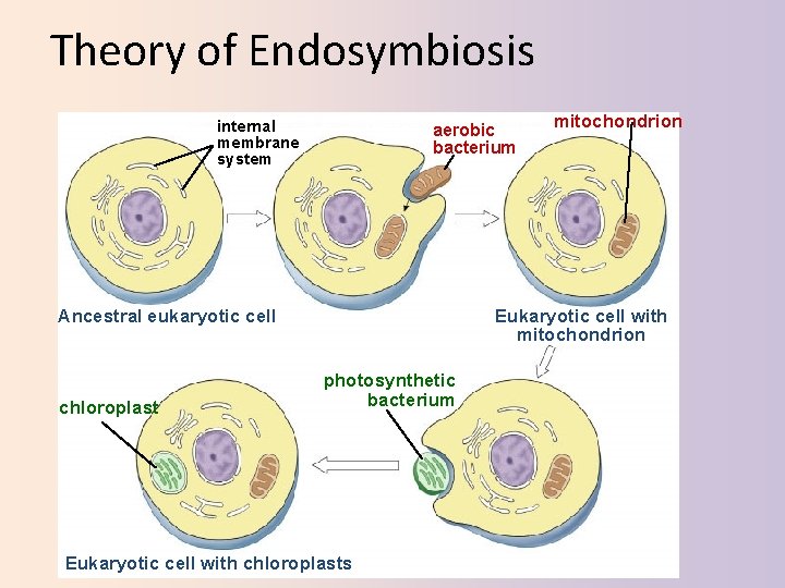 Theory of Endosymbiosis internal membrane system aerobic bacterium Ancestral eukaryotic cell chloroplast mitochondrion Eukaryotic