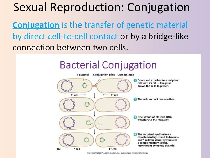 Sexual Reproduction: Conjugation is the transfer of genetic material by direct cell‐to‐cell contact or