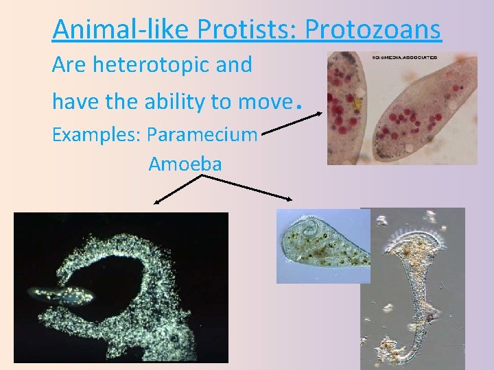 Animal‐like Protists: Protozoans Are heterotopic and have the ability to move. Examples: Paramecium Amoeba