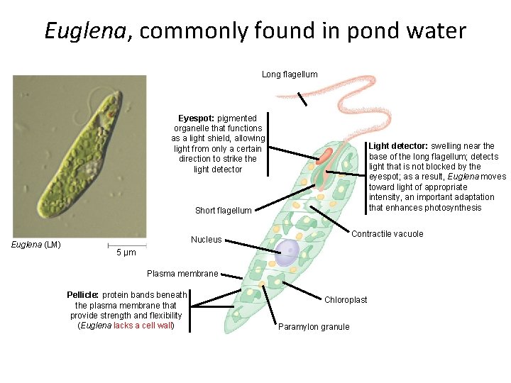 Euglena, commonly found in pond water Long flagellum Eyespot: pigmented organelle that functions as