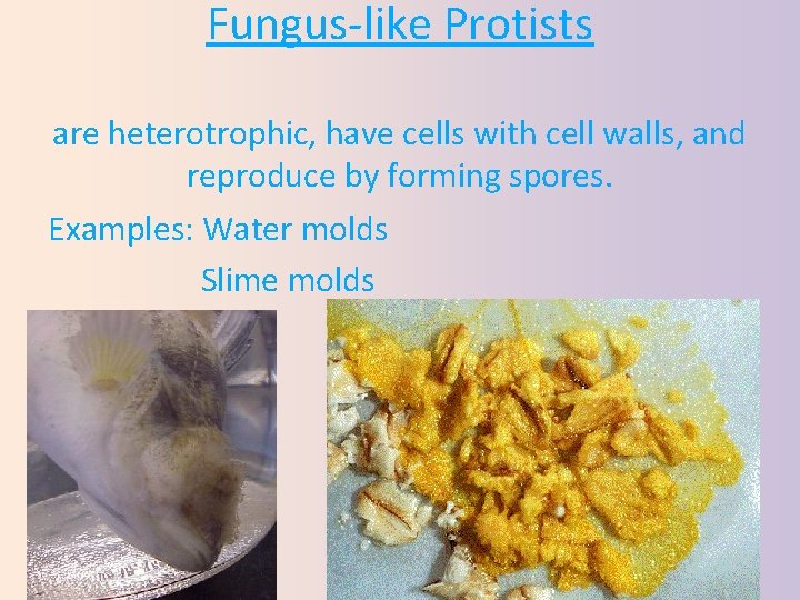 Fungus‐like Protists are heterotrophic, have cells with cell walls, and reproduce by forming spores.