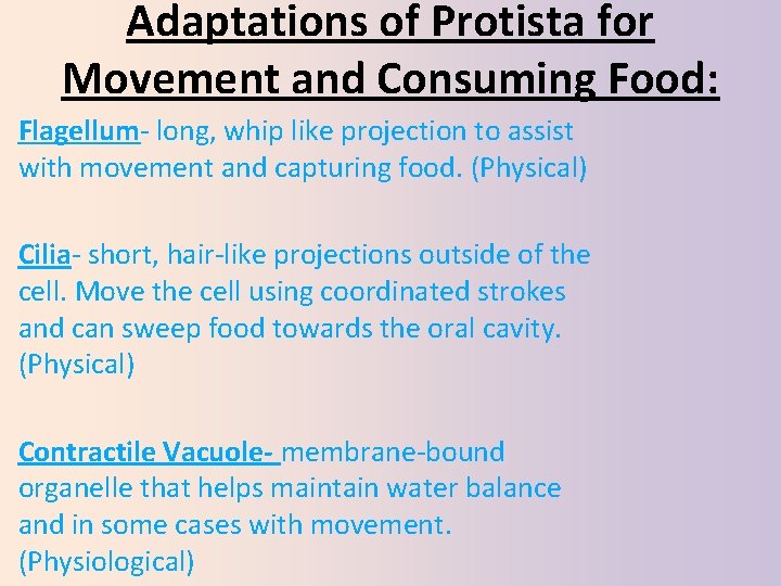 Adaptations of Protista for Movement and Consuming Food: Flagellum‐ long, whip like projection to