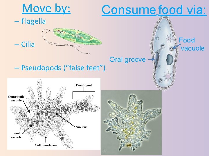 Move by: – Flagella Consume food via: Food vacuole – Cilia – Pseudopods (“false