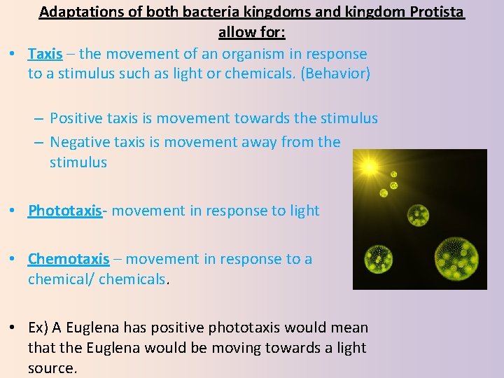 Adaptations of both bacteria kingdoms and kingdom Protista allow for: • Taxis – the