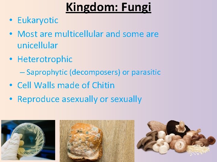 Kingdom: Fungi • Eukaryotic • Most are multicellular and some are unicellular • Heterotrophic